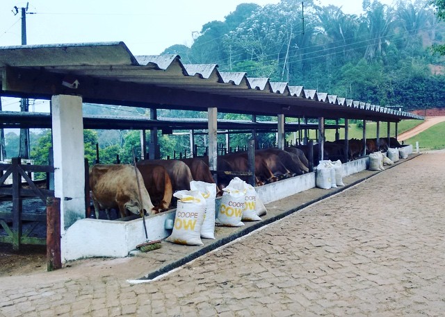 Hora do almoço!! 🐮🐄 #domingosmartinses #domingosmartins #gadojersey #jersey #laticinioserraver